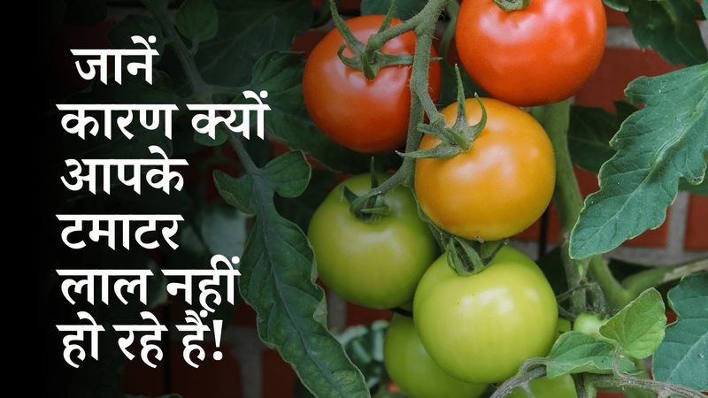 小标题：预约改期的常见原因